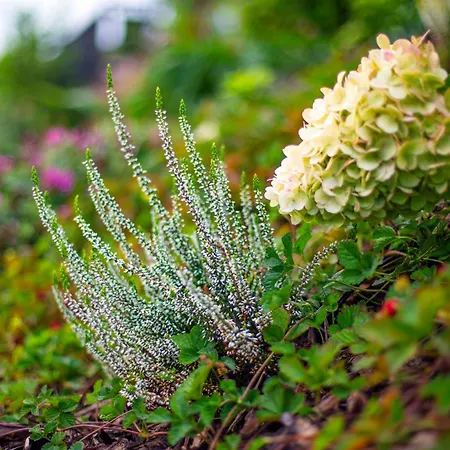 Lisie Sprawki Villa Beblo